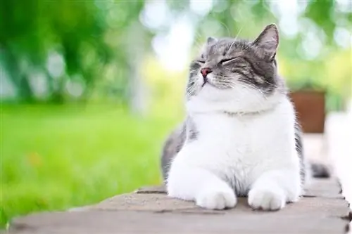 10 manieren om uw kat mager en gezond te houden: kattendieet & Wellness