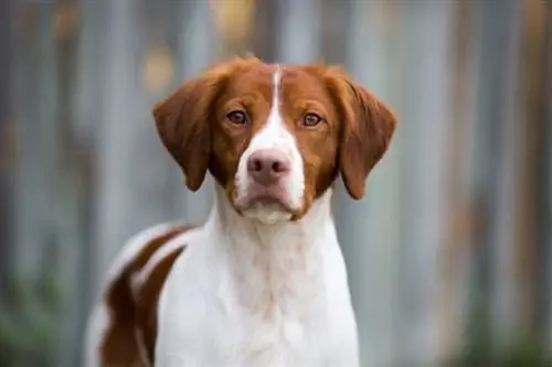 Hoe goed is het gezichtsvermogen van een hond? Het interessante antwoord