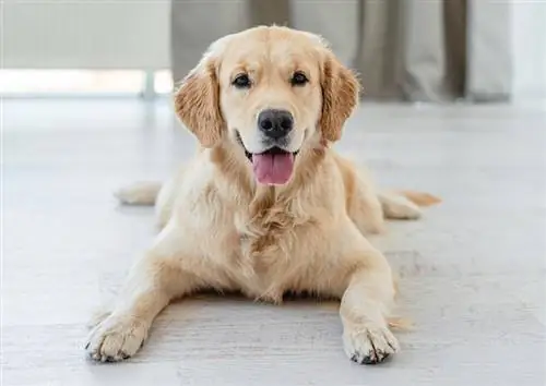 15 sposobów na powstrzymanie psów przed poślizgnięciem się & Ślizganie się po podłodze: porady ekspertów