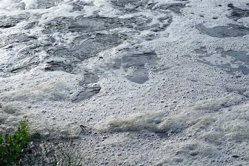 5 Paraan para Maalis ang Foam sa Pond (Nang Hindi Nasasaktan ang Isda)