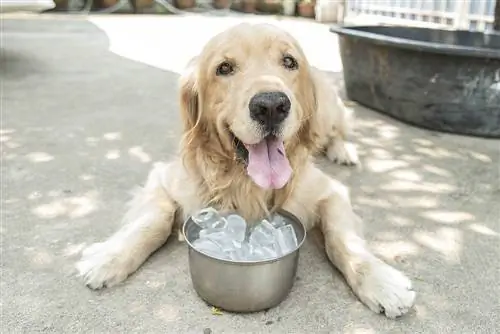 Защо кучетата обичат лед? 5 вероятни причини