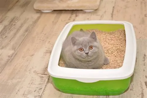 5 способов предотвратить следы кошачьего туалета на полу