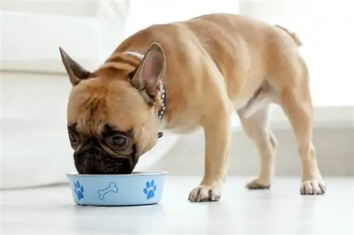 9 Makanan Anjing Terbaik untuk Pemakan Najis pada 2023 – Ulasan & Pilihan Teratas