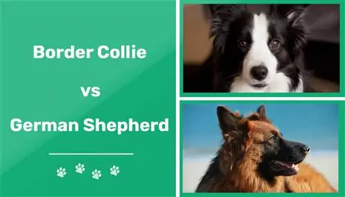 Border Collie vs tysk Shepherd: Key Differences (Med bilder)