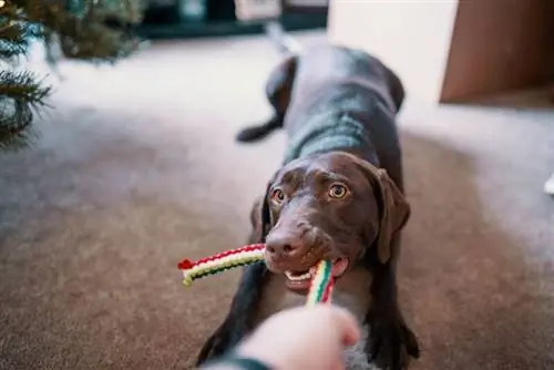 12 brinquedos DIY para cães de lã que você pode fazer hoje (com fotos)