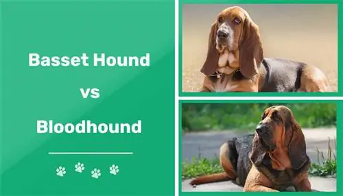 Basset Hound vs Bloodhound: bemærkelsesværdige forskelle (med billeder)