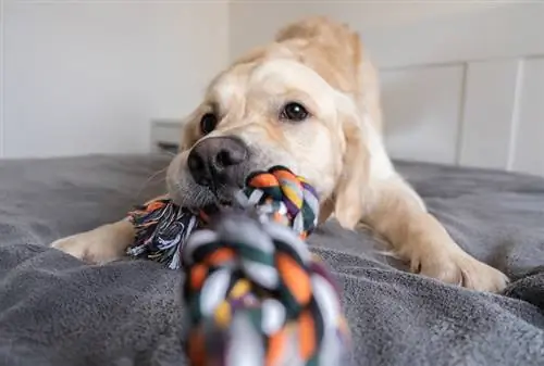 10 DIY plánů provazových hraček pro psy (levné & snadné) (s obrázky)