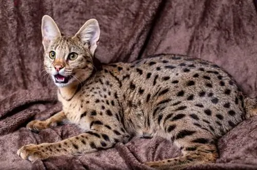 130 Savannah Cat Names: Cute & Unike alternativer for katten din