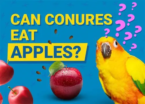Vai Conures var ēst ābolus? Kas jums jāzina