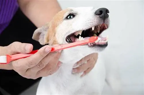 Hoe om jou hond se tande skoon te maak: 5 veearts goedgekeur 5 wenke