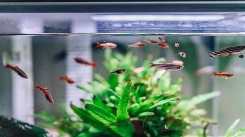 10 Pinakamahusay na Acrylic Aquarium noong 2023 – Mga Review & Mga Nangungunang Pinili