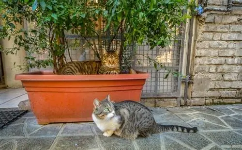 ¿Cómo mantener a los gatos callejeros alejados de tu casa? 9 Métodos Probados