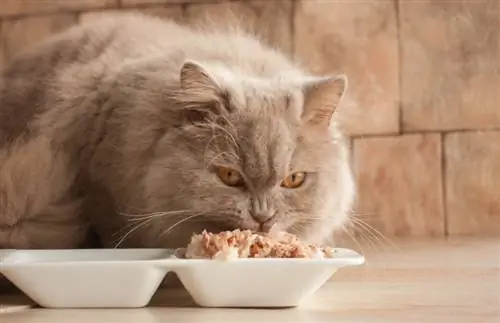 10 Thức ăn ướt cho mèo tốt nhất tại Úc năm 2023 – Nhận xét & Lựa chọn hàng đầu