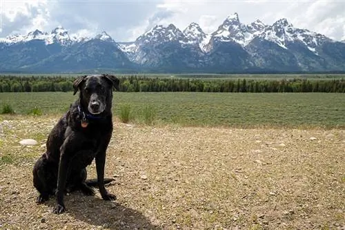Czy psy mogą przebywać w Parku Narodowym Grand Teton? (Zaktualizowano w 2023 r.)
