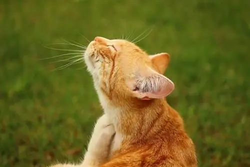 Leczenie kota ze swędzącą skórą: 4 szybkie & Łatwe metody