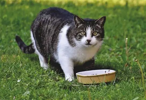 2023 онд жингээ хасахад зориулсан муурны шилдэг 9 хоол – Тойм & Шилдэг сонголтууд