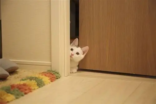 איך למנוע מהחתול שלך לברוח מהדלת: 5 טיפים מוכחים