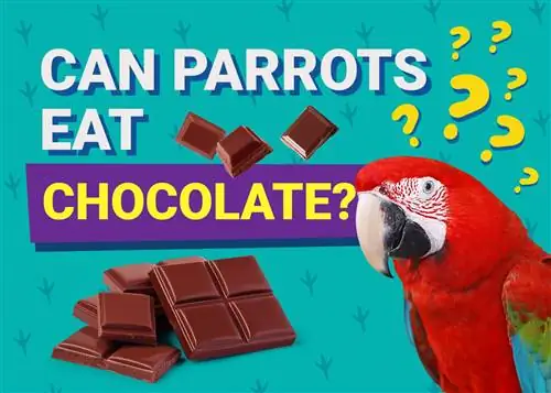¿Pueden los loros comer chocolate? Lo que necesitas saber