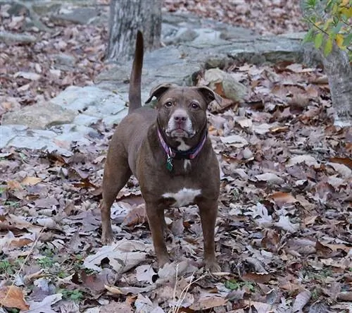 Un Pitbull est-il bon pour un propriétaire de chien pour la première fois ? Tempérament & Traits