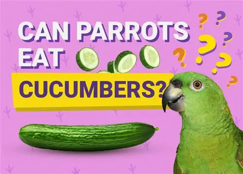 I pappagalli possono mangiare i cetrioli? Cosa hai bisogno di sapere