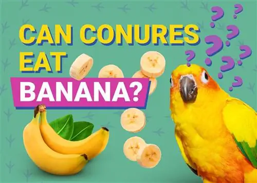 Могат ли Conures да ядат банани? Какво трябва да знаете
