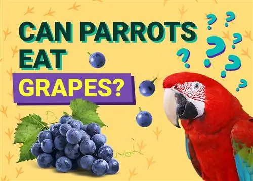 هل تستطيع الببغاوات أكل العنب؟ ما تحتاج إلى معرفته
