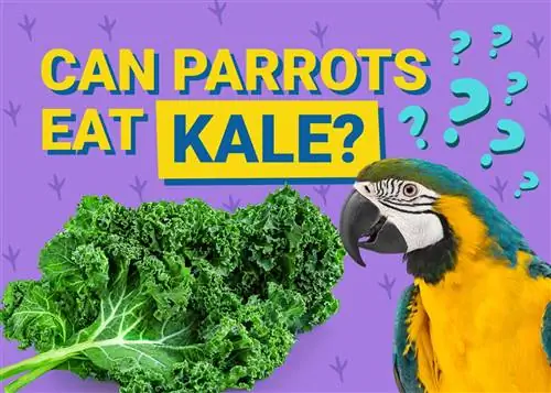 Können Papageien Grünkohl essen? Was du wissen musst