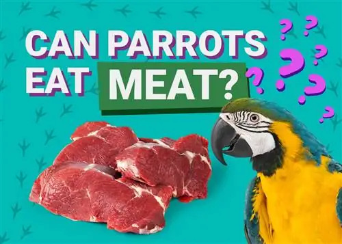 האם תוכים יכולים לאכול בשר? מה שאתה צריך לדעת