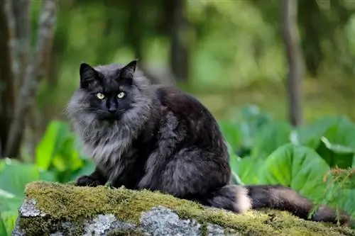 200 svarte kattenavn: mørke & Mystiske alternativer for katten din