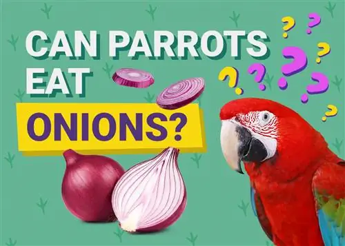 Vai papagaiļi var ēst sīpolus? Kas jums jāzina
