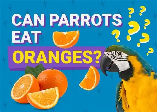 A mund të hanë papagallët portokall? Çfarë duhet të dini