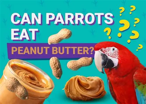 क्या तोते मूंगफली का मक्खन खा सकते हैं? आपको क्या जानने की आवश्यकता है