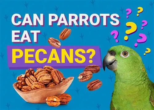 Kan papegøjer spise pekannødder? Hvad du behøver at vide