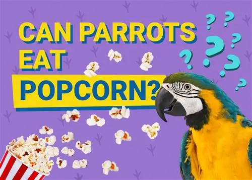 შეუძლიათ თუთიყუშებს პოპკორნის ჭამა? რა უნდა იცოდეთ