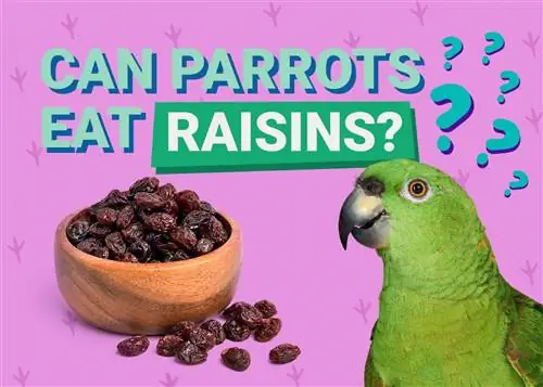 Могат ли папагалите да ядат стафиди? Какво трябва да знаете