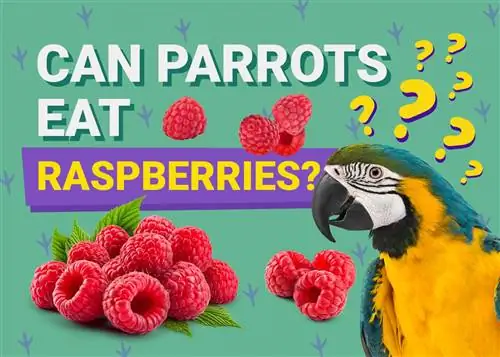 Kan papegøjer spise jordbær? Hvad du behøver at vide