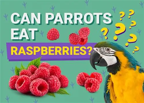 Bisakah Burung Beo Makan Raspberry? Apa yang perlu Anda ketahui