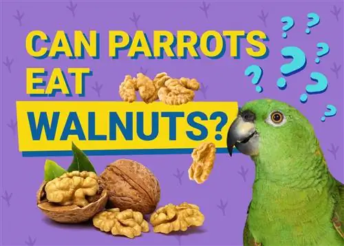 Kas papagoid saavad kreeka pähkleid süüa? Mida peate teadma