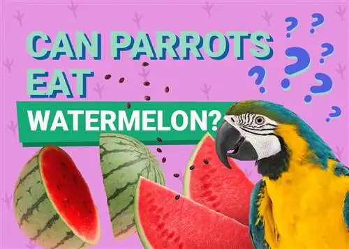 Pot papagalii să mănânce pepene? Ce trebuie sa stii