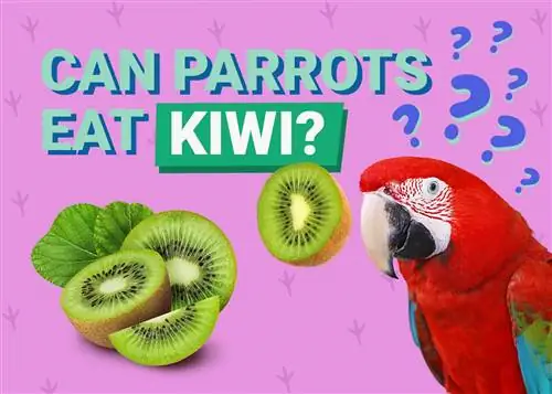 Môžu papagáje jesť kiwi? Čo potrebuješ vedieť