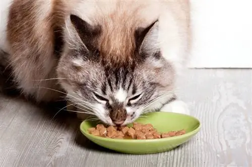 10 Pinakamahusay na Wet Cat Food sa Canada noong 2023 – Mga Review & Mga Nangungunang Pinili