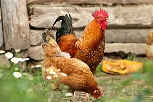 Quanto spesso i galli e le galline si accoppiano? Cosa hai bisogno di sapere