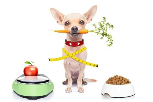9 Makanan Anjing Terbaik untuk Menurunkan Berat Badan 2023: Ulasan & Pilihan Teratas