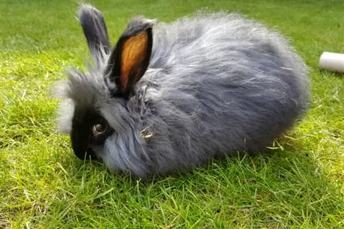 7 adorabili razze di conigli a pelo lungo (con immagini)