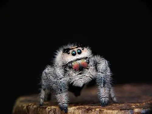 Vašingtonā atrastas 6 zirnekļu sugas (ar attēliem)