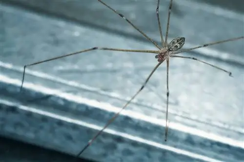 मिनेसोटा में मिलीं 15 मकड़ियाँ (चित्रों के साथ)