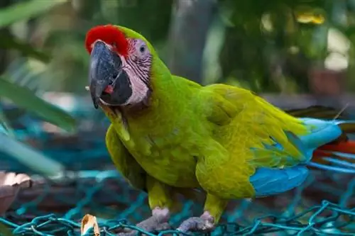 Red-Fronted Macaw: Info, Food & Pleieveiledning (med bilder)