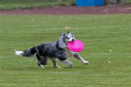 8 Meilleurs frisbees pour chiens en 2023 : avis &