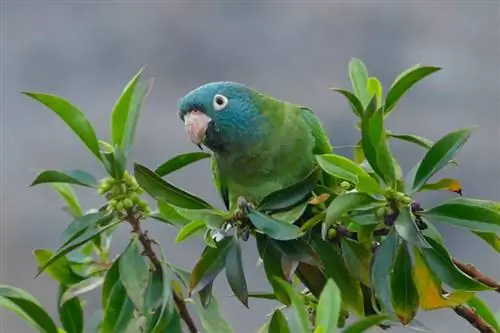 Blue-Crowned Conure: Traits, History, & Care (with Pictures)