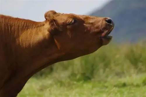 Perché le mucche muggiscono? 10 probabili motivi